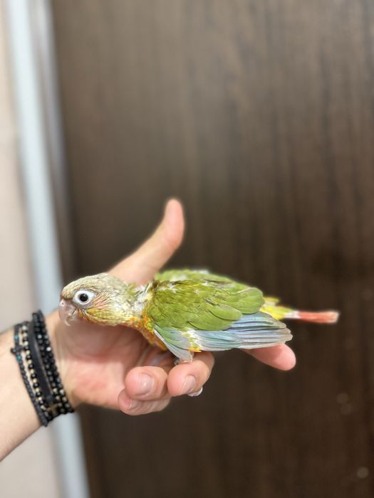 Papagali vorbitori pui blanzi pyrrhura molinae pirura pyrura