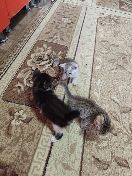 Отдам котят в добрые руки