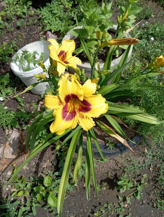 Дача в СО "Краснопартизанское"