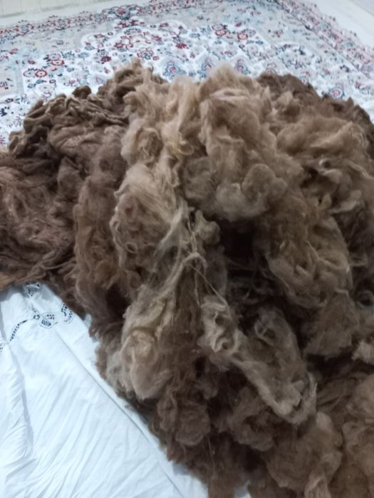 Түйенің таза жүні