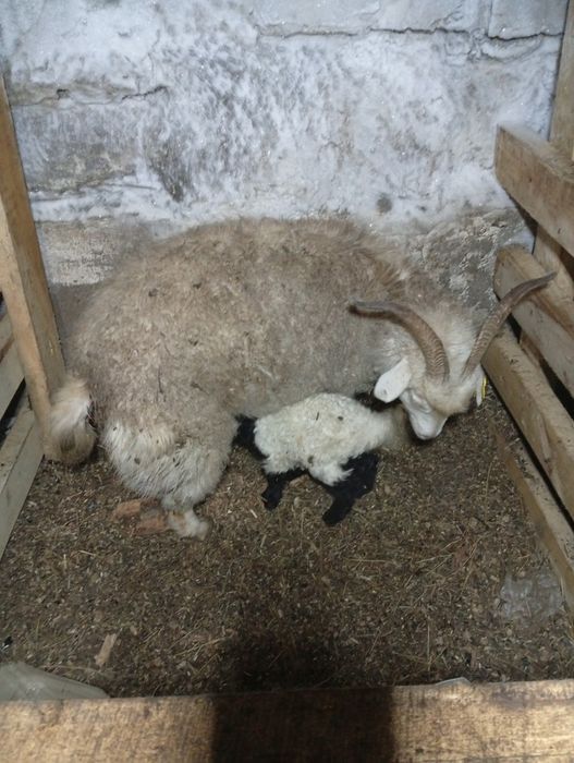 Ешкілер лағымен Сатамын