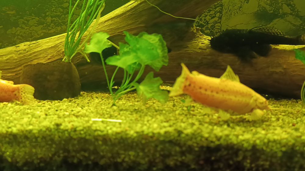 Альбибиносы сомы таракатумы готовые производители метают икру в общике