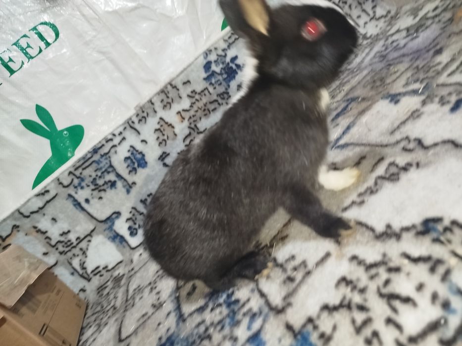 Карлик декоративный куенлар