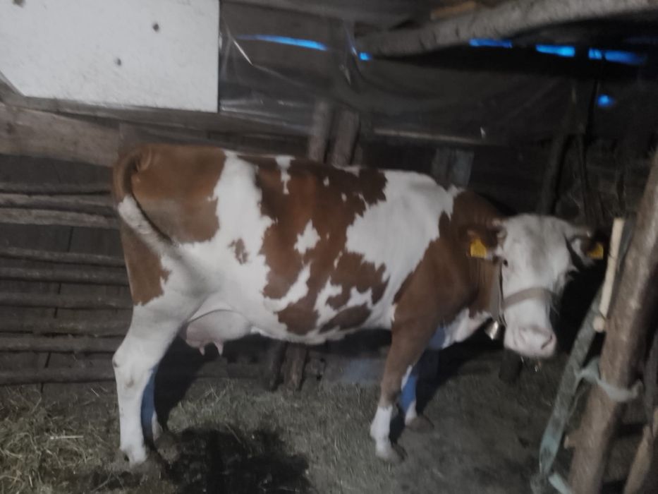 Vând vaca foarte bună de lapte