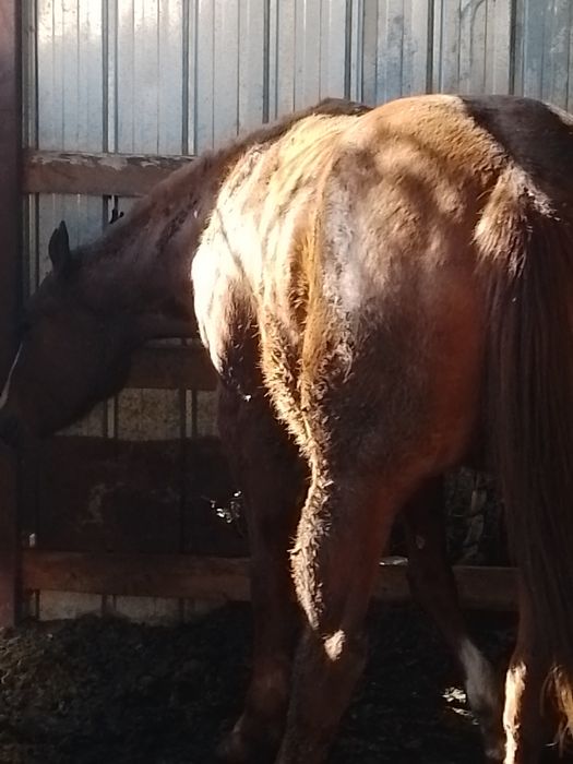 Продам лошадь кобыла