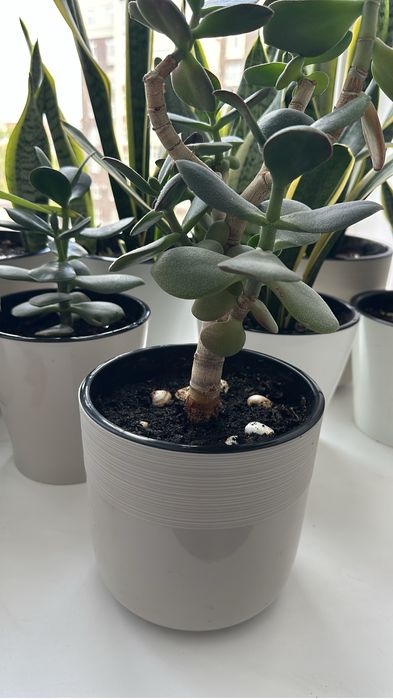 Продаю комнатные цветы