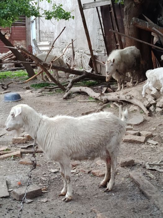 Продаются молодые козочки с мамой вместе кто хочет серьёзно купить