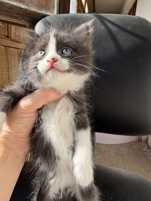 Домашние котята в добрые руки