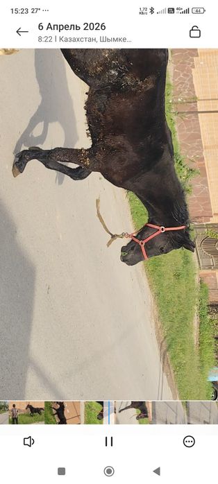 Жабағы, Тай, тайлар, Ат, Жылқы