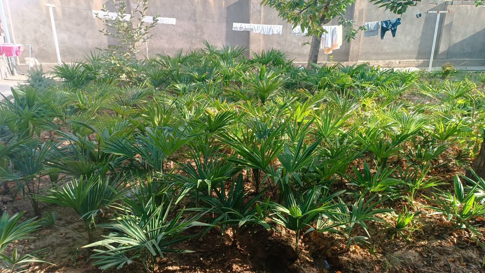 Palma qishki yozurasila