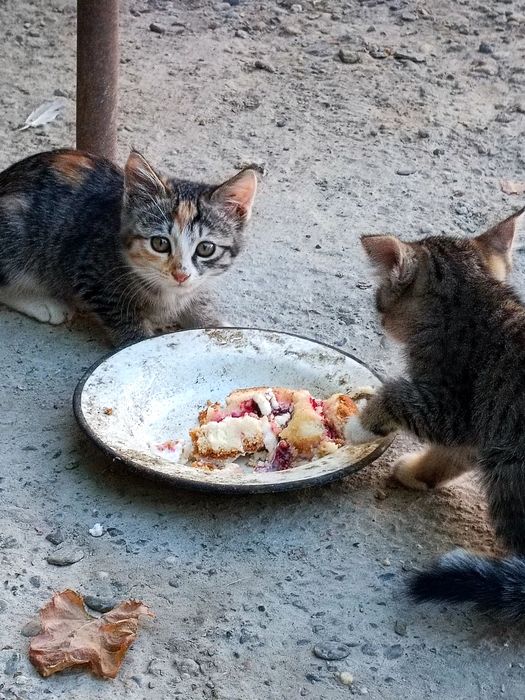 Отдадим кошек/котов бесплатно в хорошие руки .
