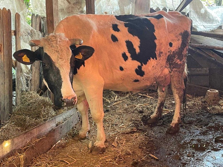 Vacă cu 4 vitei fatati.