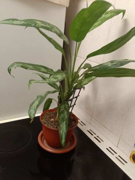 Комнатные цветы в продаже