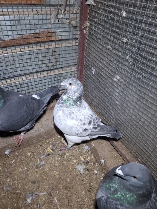 Vand sau schimb porunbei