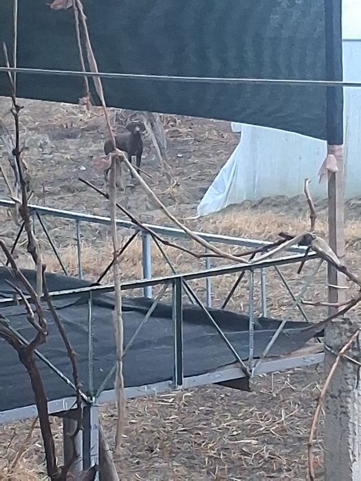 Lablador Ovchi it tekinga bolasi bilan