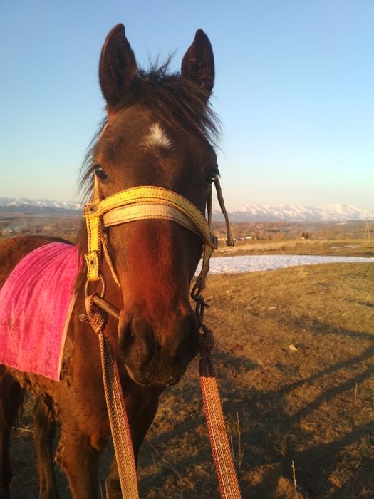 Аигыр сатылады 6 жасар боиы 162