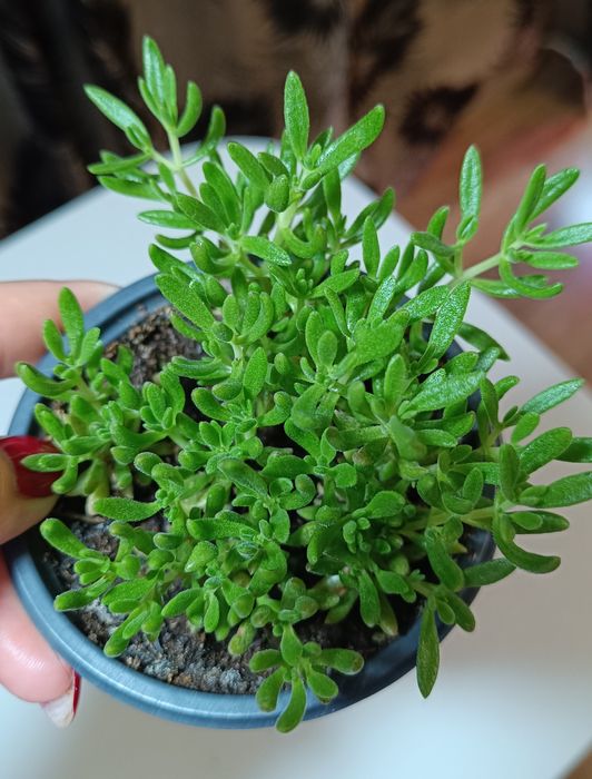 Гастерия. Крассула.