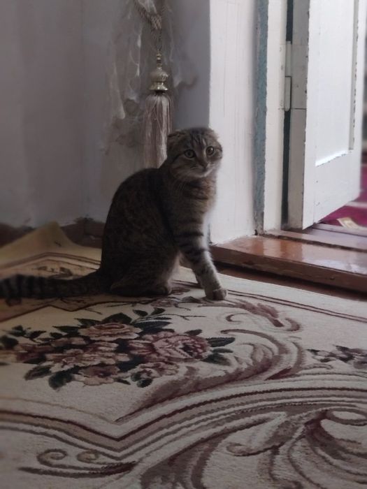 Кот скотиш продаётся в харошие руки