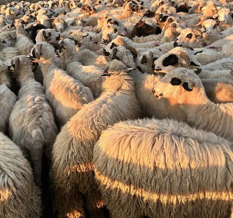 Vand 100 de oi si aprox. 100 miei, rasa Turcana