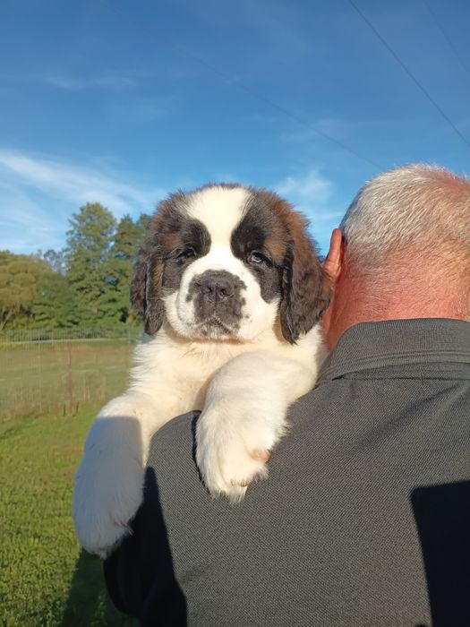 Saint Bernard pui de 9 săptămâni