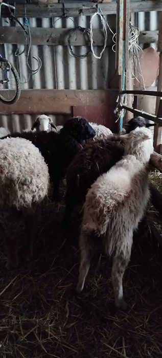 Продам жирных баранов