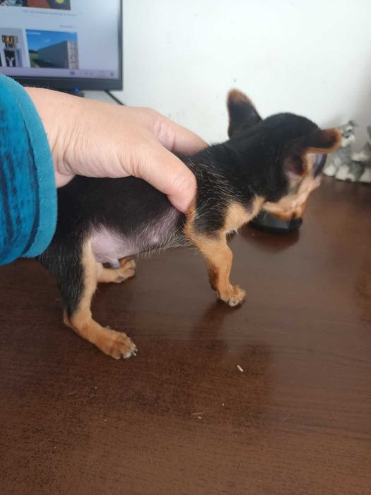 Мъжки мини пинчер