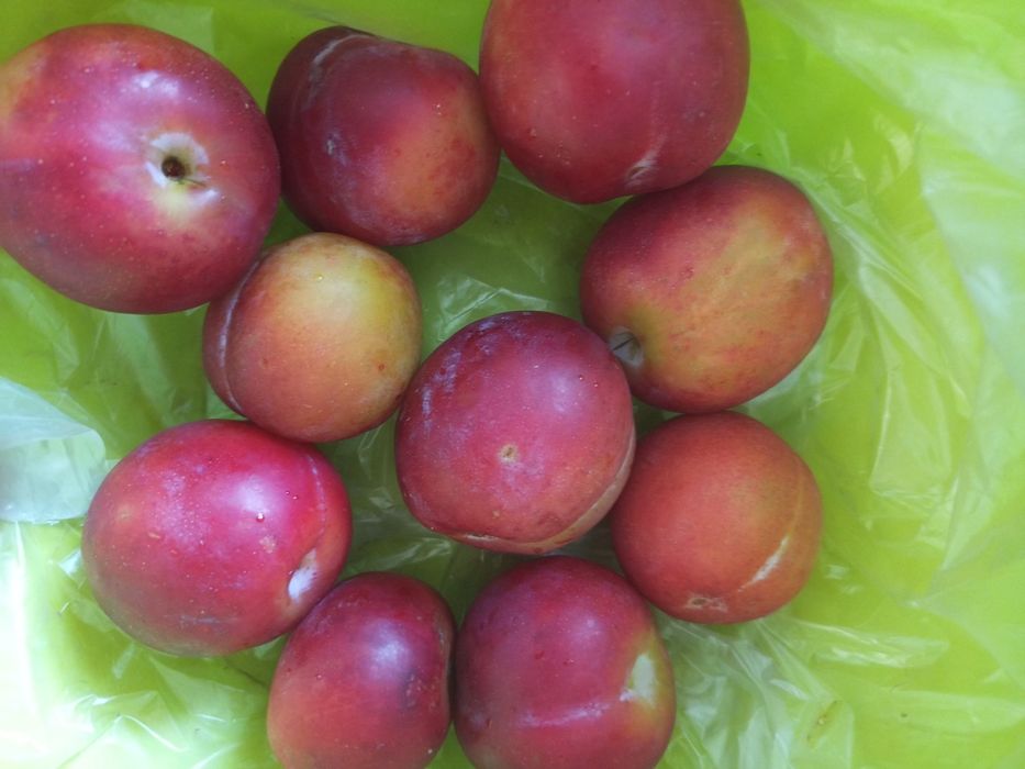 Продам  Домашнию Сливу Яблоки