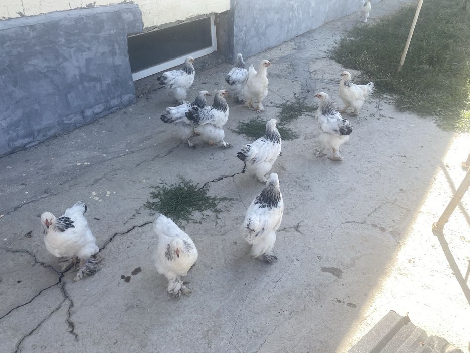 2айдан асақан Брама балапандар сатылады.