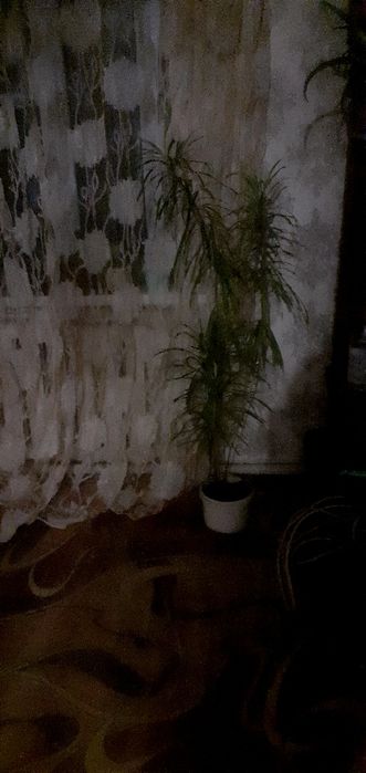 Пальма  хамедорея