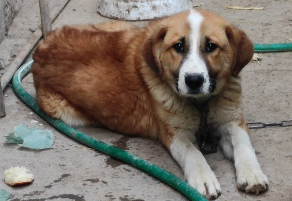 Щенок постуховой овчарки смешанный