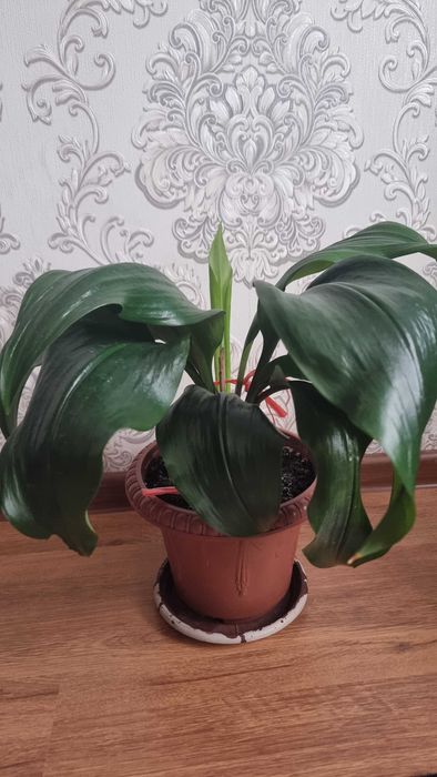 Цветы комнатные срочно продам от 2000тг до 5000тг.