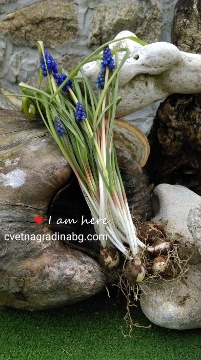Мускари - син килим в Вашия двор