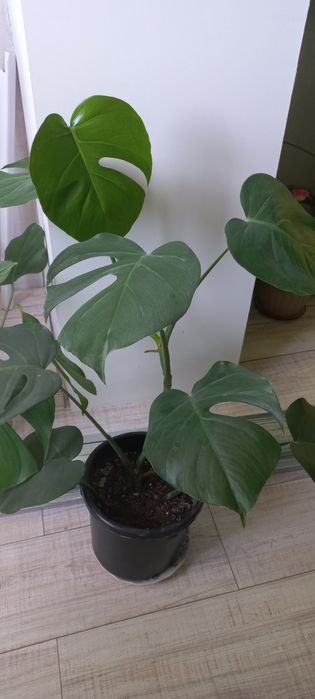 Монстера комнатные цветы