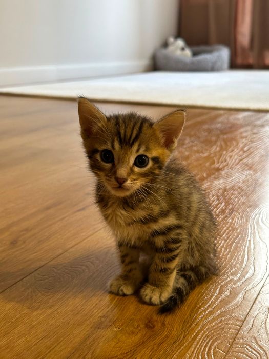 Котенок бенгальская