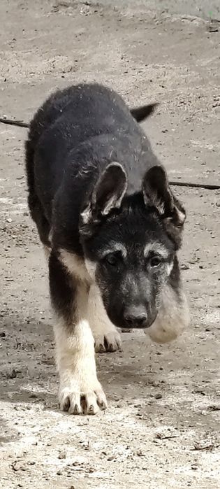 Подрощенная сука ВЕО