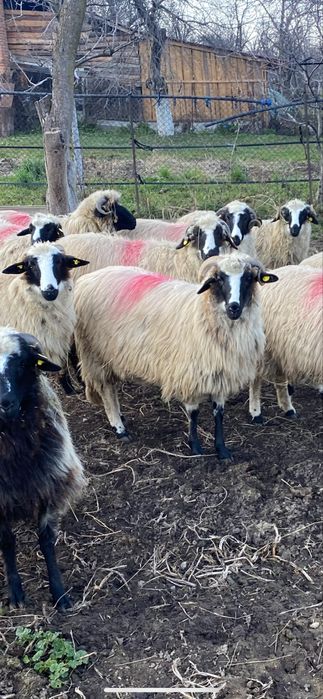 Mieluțe breze de Hațeg.