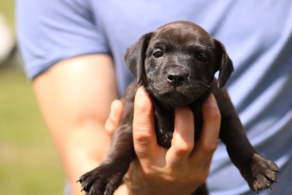 Femelute paterdale terrier