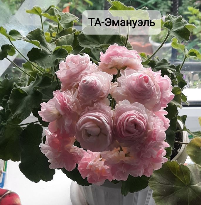 Укоренённые черенки сортовых пеларгоний