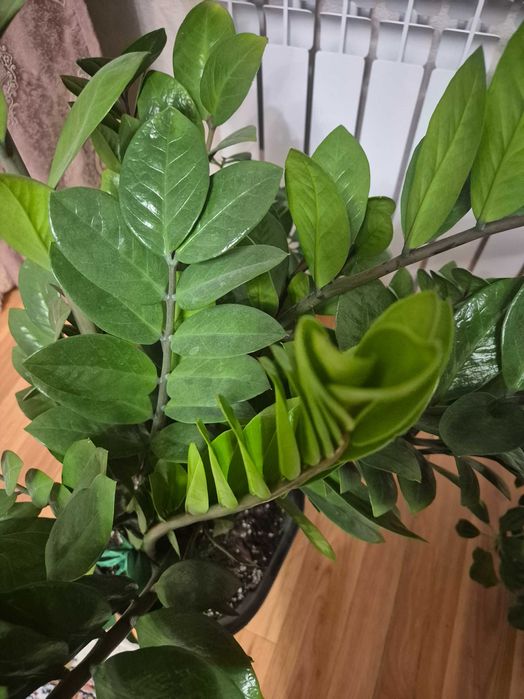 Долларовое дерево