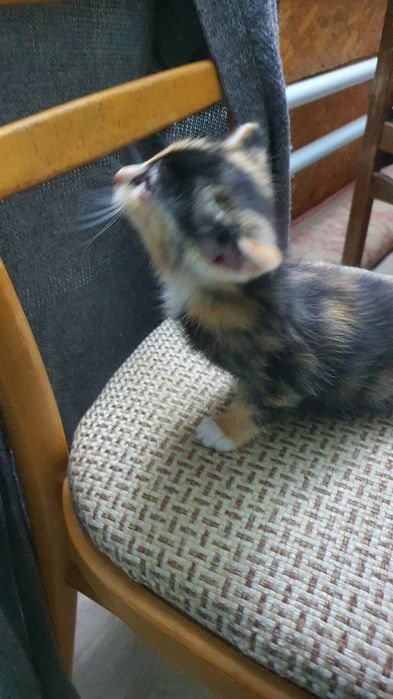 Отдам в хорошие руки котят.