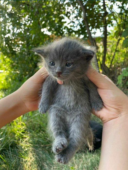Милые котята ждут своих хозяев.