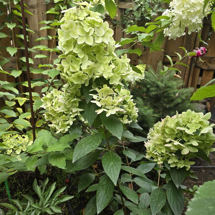 Гортензии метельчатые, древовидные