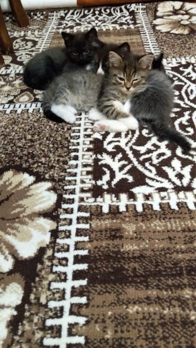 Отдам котят в хорошие руки