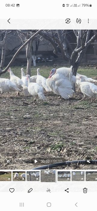 Ундык сотылады Туркестанда