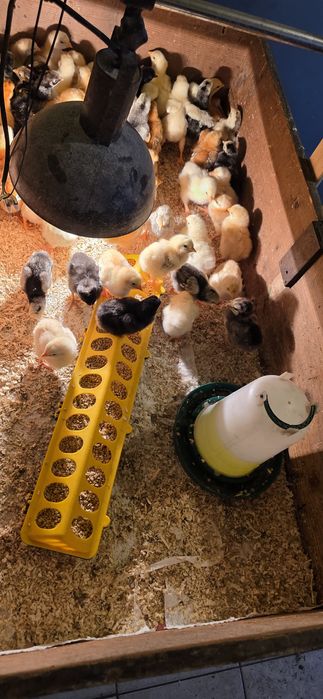 Pui gaina rasa mixta