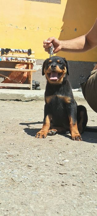 Pui Rottweiler talie mare
