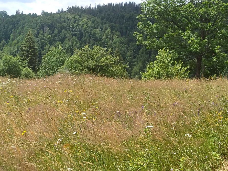 Teren intravilan și 2 case de vânzare  în localitatea Sfoartea Comuna Scarisoara  Județul Alba