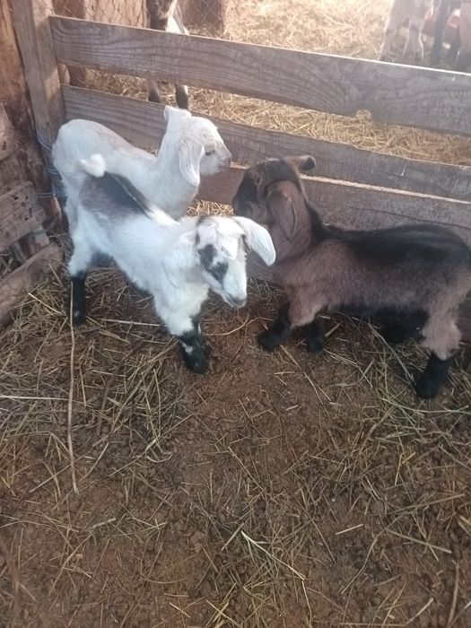 Vând  miei și iezi  din doi