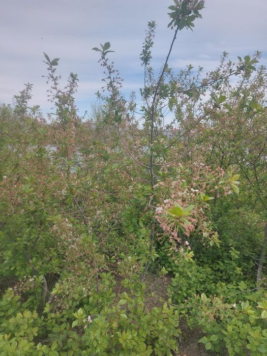 Рассада клубники