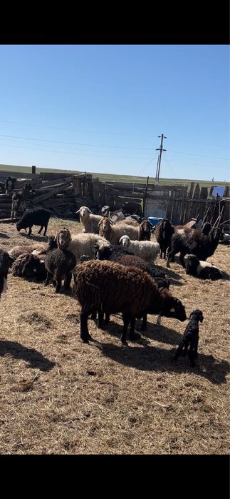 Қозылы қойлар сатылады